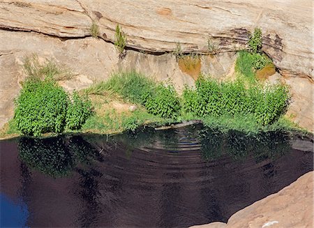 Chad, Wadi Archei, Ennedi, Sahara.  One of the very few remaining Nile Crocodiles in the permanent pool or guelta of Wadi Archei. Stock Photo - Rights-Managed, Code: 862-06676513