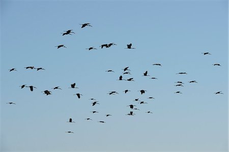 silhouettes birds - Africa, Namibia, Caprivi, Birds in flight over the Bwa Bwata National Park Stock Photo - Rights-Managed, Code: 862-06677188