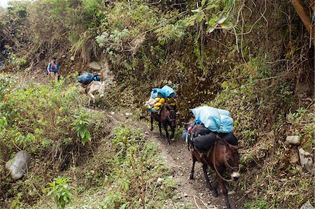 simsearch:862-06677365,k - South America, Peru, Cusco. A Quechua porter and mules carrying baggage on the trail to Choquequirao Stock Photo - Rights-Managed, Code: 862-06677394