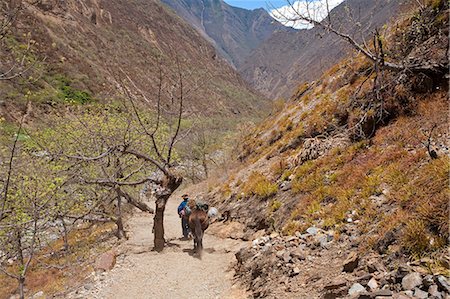 simsearch:862-06677365,k - South America, Peru, Cusco. A Quechua porter and mules carrying baggage on the trail between Cachora and Choquequirao Stock Photo - Rights-Managed, Code: 862-06677419