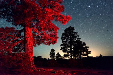 desert southwest - Night sky and Ponderosa Pine, Sunset Crater National Monument, Arizona, USA Stock Photo - Rights-Managed, Code: 862-06677508