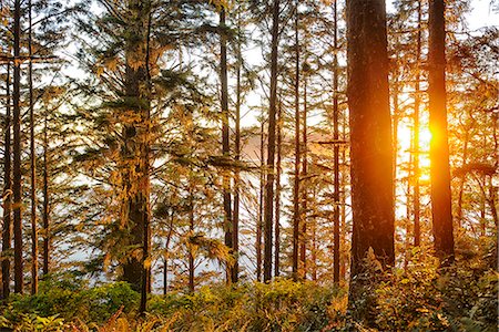 pacific northwest - Forest at Cape Alava, Olympic National Park, Clallam County, Washington, USA Stock Photo - Rights-Managed, Code: 862-06677636