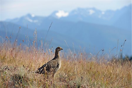 pacific northwest - Sooty grouse, Dendragapus fuliginosus, Hurricane Ride, Olympic National Park, Clallam County, Washington, USA Stock Photo - Rights-Managed, Code: 862-06677638