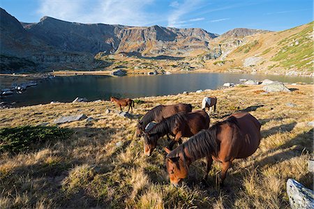 simsearch:862-06825141,k - Europe, Bulgaria, Sedemte Rilski Ezera, hikers and horses in Seven Lakes hiking area Stock Photo - Rights-Managed, Code: 862-06825050