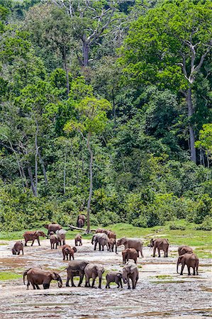 Central African Republic, Dzanga-Ndoki, Dzanga-Bai.  Forest elephants at Dzanga-Bai. Stock Photo - Rights-Managed, Code: 862-07495864