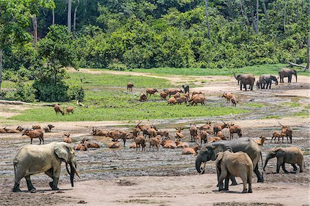 Central African Republic, Dzanga-Ndoki, Dzanga-Bai.  A general view of the wildlife spectacle at Dzanga-Bai.  Over 50 bongos can be seen in the glade. Stock Photo - Rights-Managed, Code: 862-07495865