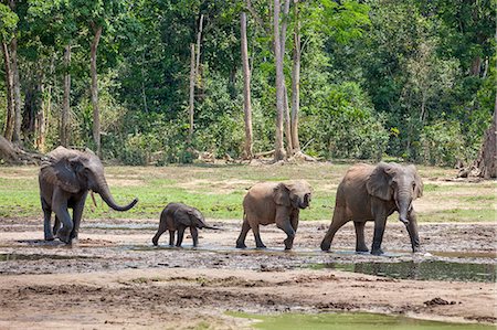 Central African Republic, Dzanga-Ndoki, Dzanga-Bai.  Forest elephants arriving at Dzanga-Bai. Stock Photo - Rights-Managed, Code: 862-07495866