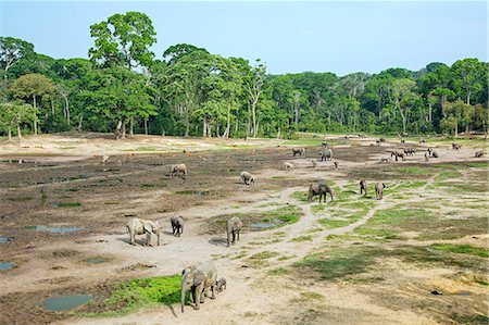 Central African Republic, Dzanga-Ndoki, Dzanga-Bai.  A general view of the wildlife spectacle at Dzanga-Bai. Stock Photo - Rights-Managed, Code: 862-07495862