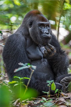 silverback - Central African Republic, Bayanga, Dzanga-Sangha, Bai-Hokou. An adult male (silverback) Western lowland gorilla scratches his chin. Stock Photo - Rights-Managed, Code: 862-07495870