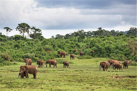 simsearch:862-07690372,k - Kenya, Central Kenya, Nyeri County, Aberdare National Park. A herd of elephants in a forest glade. Stock Photo - Rights-Managed, Code: 862-07495954