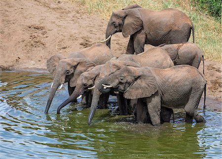 simsearch:862-07690372,k - Kenya, Tsavo West National Park, Ngulia.  A small herd of elephants drinking at a dam. Stock Photo - Rights-Managed, Code: 862-07495975