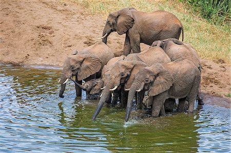 simsearch:862-07690372,k - Kenya, Tsavo West National Park, Ngulia.  A small herd of elephants with two babies drinking at a dam. Stock Photo - Rights-Managed, Code: 862-07495976