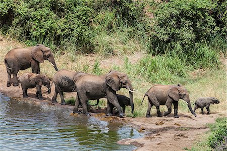 simsearch:862-07690372,k - Kenya, Tsavo West National Park, Ngulia.  A small herd of elephants leaves a dam. Stock Photo - Rights-Managed, Code: 862-07495977