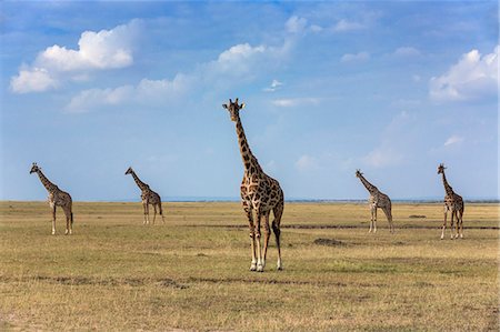 Kenya, Masai Mara, Narok County. Maasai giraffes on the plains of Masai Mara National Reserve. Stock Photo - Rights-Managed, Code: 862-07495993