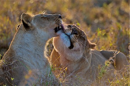 simsearch:400-04234685,k - Kenya, Masai Mara, Bila Shaka Lugga, Narok County. Lionesses grooming after feeding on a kill. Stock Photo - Rights-Managed, Code: 862-07496044