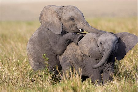 simsearch:862-07690372,k - Kenya, Masai Mara, Musiara Marsh, Narok County. Elephant calves playing. Their permanent tusks emerge in their third year. Stock Photo - Rights-Managed, Code: 862-07496055