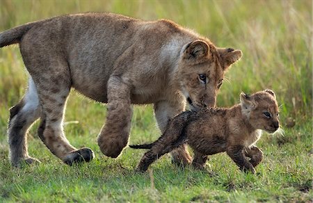 Kenya, Masai Mara, Musiara Marsh, Narok County. Lion cubs playing early in the morning after feeding on a kill. The larger cub is about 8 months old, the younger one ten weeks old. Stock Photo - Rights-Managed, Code: 862-07496062