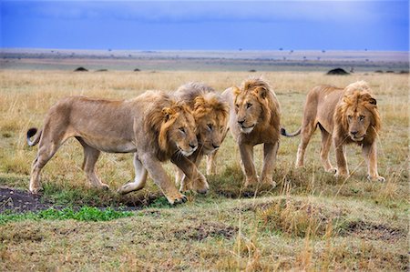 simsearch:400-04234685,k - Kenya, Masai Mara, Narok County. Coalition of four young male lions investigating wart hog burrow. Stock Photo - Rights-Managed, Code: 862-07496070
