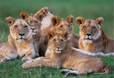 Kenya, Masai Mara, Musiara Marsh, Narok County. A pride of lions with large cubs of a year or more old lying up on a termite mound early in the morning. Foto de stock - Con derechos protegidos, Código: 862-07496082