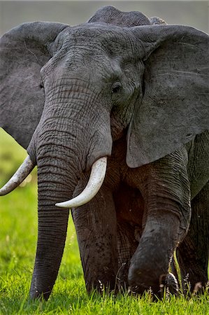 simsearch:862-07690372,k - Kenya, Masai Mara, Narok County. Bull elephant feeding on lush green grass. Stock Photo - Rights-Managed, Code: 862-07496083