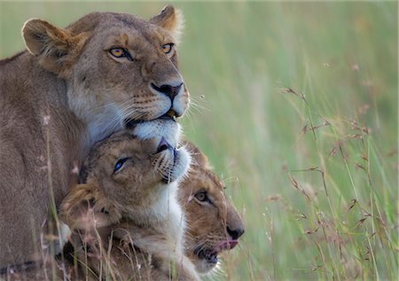 simsearch:400-04234685,k - Kenya, Masai Mara, Narok County. A lioness alert in long red oat grass while being greeted by a five month old cub. Stock Photo - Rights-Managed, Code: 862-07496099