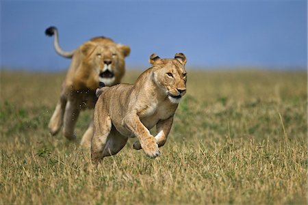 fleeing - Kenya, Masai Mara, Narok County. Young lioness being chased by one of two nomadic males intent on breeding with her and staking a claim to the territory. Stock Photo - Rights-Managed, Code: 862-07496119