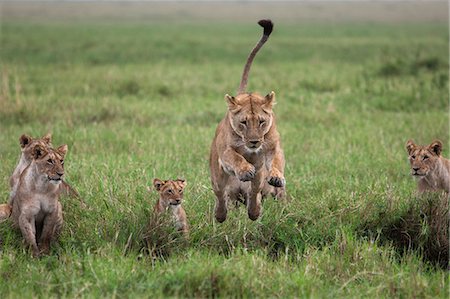 simsearch:400-04234685,k - Kenya, Masai Mara, Musiara Marsh, Narok County. A lioness jumps across a water filled drainage ditch in a marsh as her cubs and other members of the pride hesitate. Stock Photo - Rights-Managed, Code: 862-07496112