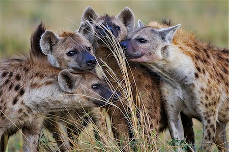 Kenya, Masai Mara, Narok County. Spotted Hyenas eagerly examining scent depositied on long grass stems by other members of their clan or by rival clan members at a common territorial boundary. Foto de stock - Con derechos protegidos, Código: 862-07496127