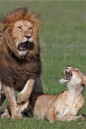 Kenya, Masai Mara, Narok County. Lions mating. There is often a brief and violent spat as the male dismounts. Stock Photo - Rights-Managed, Code: 862-07496158