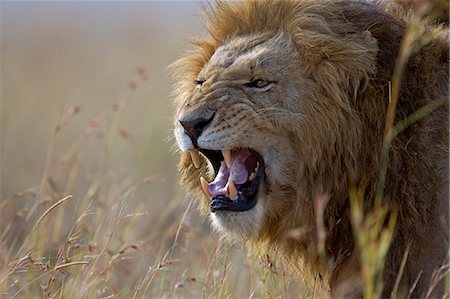 Kenya, Masai Mara, Narok County. Male lion sniffing scent of a lioness in his pride. He is grimacing with a typical flehmen face drawing the scent in to his nose and mouth to check on the sexual status of the lioness. Stock Photo - Rights-Managed, Code: 862-07496152