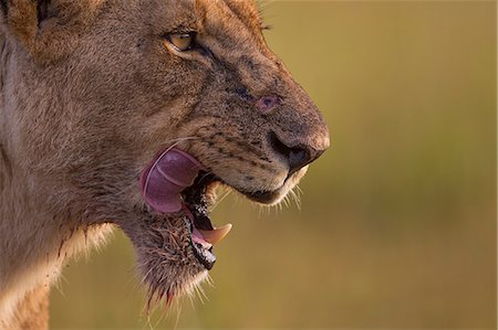 predator - Kenya, Masai Mara, Narok County. A young lioness licking her lips after feeding on a kill. Stock Photo - Rights-Managed, Code: 862-07496176