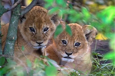 den - Kenya, Masai Mara, North Mara Conservancy, Narok County. 2 three month old lion cubs at the den where their mother has left them to go off and hunt. Stock Photo - Rights-Managed, Code: 862-07496171