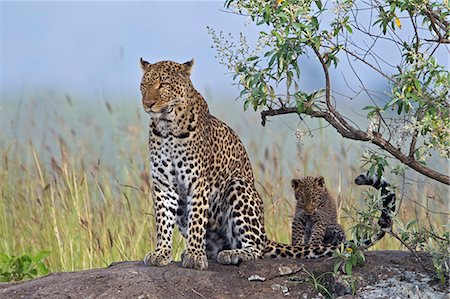 Kenya, Masai Mara, Leopard Gorge, Mara North Conservancy, Narok County. Female leopard with 4 month old female cub among red oat grass at Leopard Gorge. Stock Photo - Rights-Managed, Code: 862-07496184