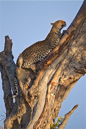 Kenya, Masai Mara, Mara North Conservancy, Leopard Gorge, Narok County. A female leopard stretches and digs her claws in to the trunk of a fig tree leaving a visible mark and scent which helps to mark her territory. Stock Photo - Rights-Managed, Code: 862-07496187