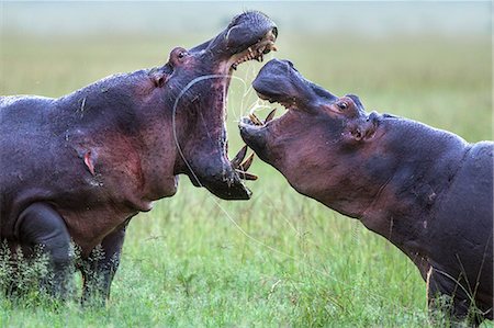 Kenya, Masai Mara, Narok County. A male hippo threatening a cow who was accompanied by a younger bull. Foto de stock - Con derechos protegidos, Código: 862-07496196