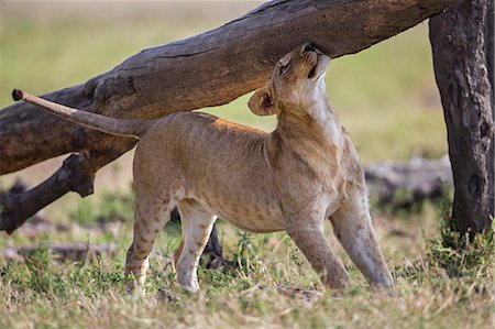 playful cats - Kenya, Masai Mara, Narok County. A lion cub rubs its head against a fallen tree trunk in Masai Mara National Reserve. Stock Photo - Rights-Managed, Code: 862-07690335