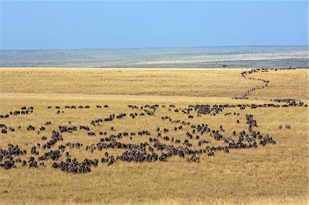 Kenya, Masai Mara, Narok County. Large columns of Wildebeest wind across the grassy plains of Masai Mara National Reserve during their annual migration. Stock Photo - Rights-Managed, Code: 862-07690347