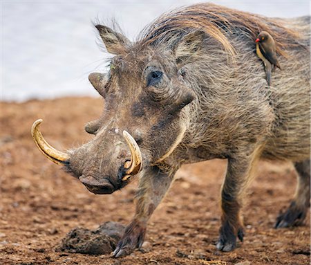 pig - Kenya, Nyeri County, Aberdare National Park. A male warthog with a red-billed Oxpecker on its flank at a saltlick in the Aberdare National Park. Stock Photo - Rights-Managed, Code: 862-07690366