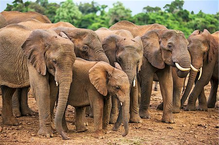 Kenya, Nyeri County, Aberdare National Park. A herd of African elephants at a saltlick in the Aberdare National Park. Stock Photo - Rights-Managed, Code: 862-07690363