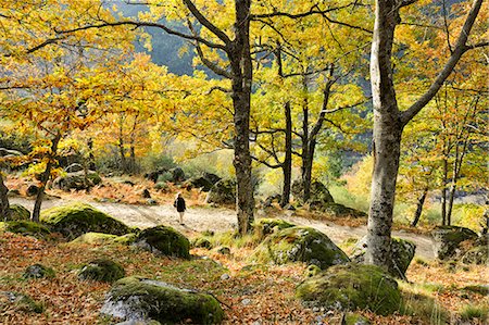 sports outdoor autumn - Medieval path with beech trees and chestnut trees in autumn time. Serra da Estrela Nature Park, Portugal (MR) Stock Photo - Rights-Managed, Code: 862-07690694