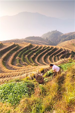 Longsheng (Longji or Dragon's backbone) rice terraces near Guilin, Guanxi, China. Woman of Zhuang etnicity working in the fields (MR) Stock Photo - Rights-Managed, Code: 862-07909488