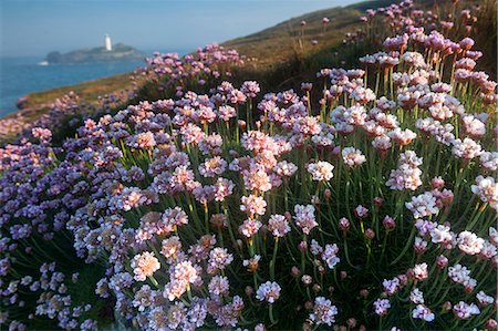 european wild flowers - Coastal Cliffs, Godrevy Point, nr St Ives, Cornwall, England Stock Photo - Rights-Managed, Code: 862-07909686