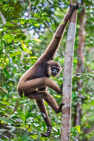 Indonesia, Central Kalimatan, Tanjung Puting National Park. A Bornean white-bearded Gibbon. Stock Photo - Rights-Managed, Code: 862-07909931