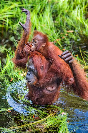 Indonesia, Central Kalimatan, Tanjung Puting National Park. A Bornean Orangutan carries her baby on her back while wading across a stream. Stock Photo - Rights-Managed, Code: 862-07909944