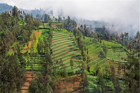 Indonesia, Java, Tosari. Intensive farming on the steep slopes of the Tengger Massif near Tosari where the volcanic soil is very fertile and the rainfall is abundant. Stock Photo - Rights-Managed, Code: 862-07910018