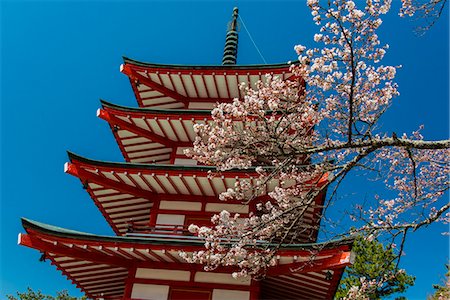 simsearch:862-03712492,k - Chureito pagoda with blooming cherry tree, Fujiyoshida, Yamanashi Prefecture, Japan Stock Photo - Rights-Managed, Code: 862-07910162