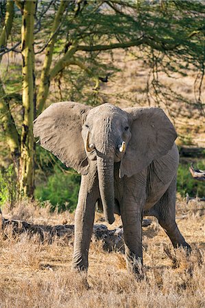 simsearch:862-07690372,k - Kenya, Laikipia, Laikipia County.  A young elephant displaying aggression. Stock Photo - Rights-Managed, Code: 862-07910186