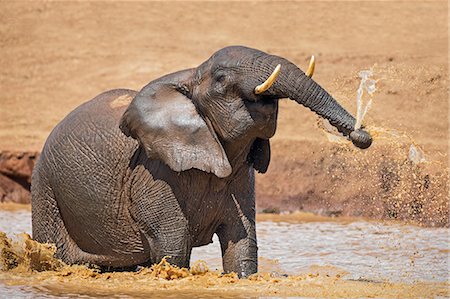 simsearch:862-07690372,k - Kenya, Nyeri County, Aberdare National Park. An African elephant enjoys the muddy water of a waterhole in the Aberdare National Park. Stock Photo - Rights-Managed, Code: 862-07910181