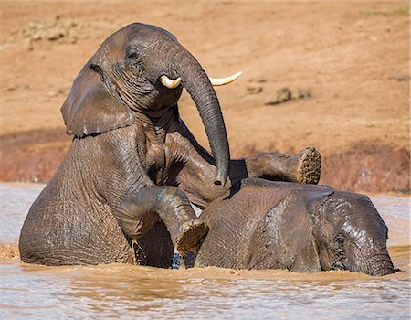 simsearch:862-07690372,k - Kenya, Nyeri County, Aberdare National Park. African elephants play in a muddy red waterhole in the Aberdare National Park. Stock Photo - Rights-Managed, Code: 862-07910182