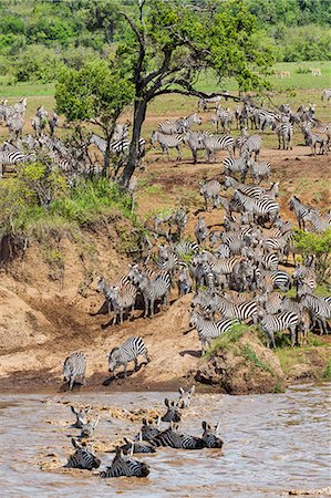 simsearch:841-03673537,k - Kenya, Narok County, Masai Mara National Reserve. Zebras swim across the Mara River. Photographie de stock - Rights-Managed, Code: 862-07910196